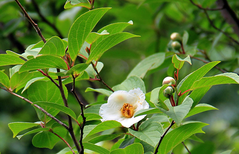 沙羅の花を愛でる会 東林院 知ったか 京都